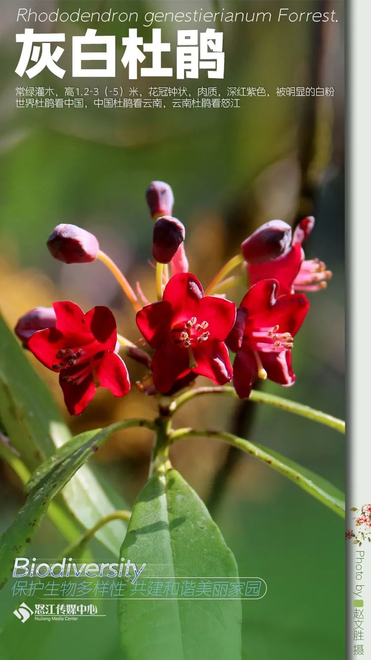 云南广播电视台(微信)