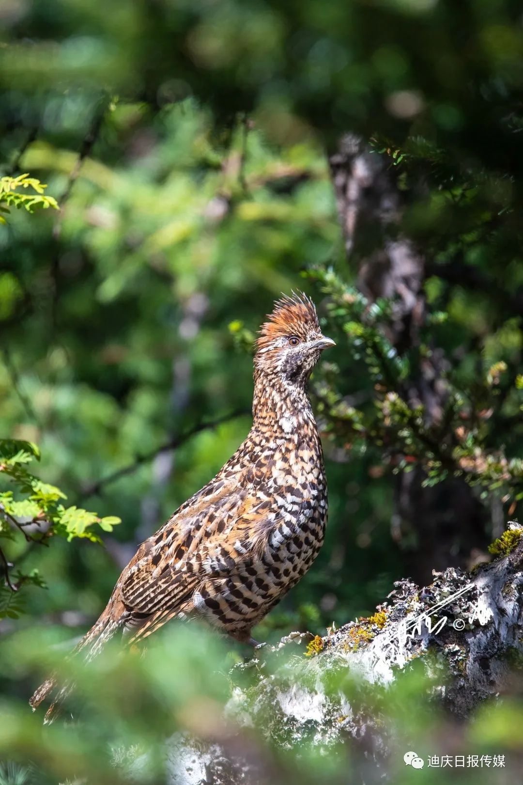 迪庆日报传媒(微信)