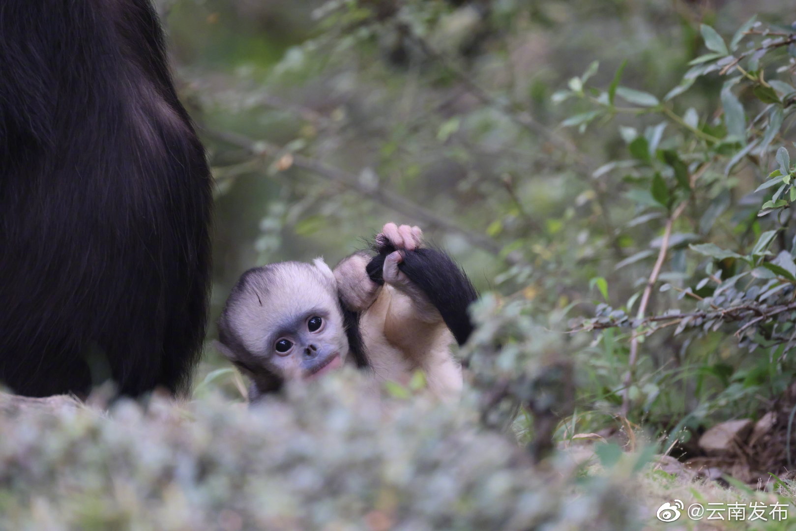 “云南发布”微博