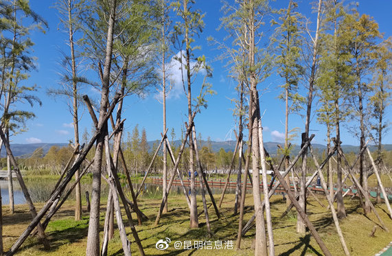 昆明信息港微博