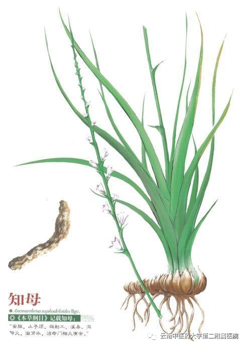 云南中医药大学第二附属医院(微信)