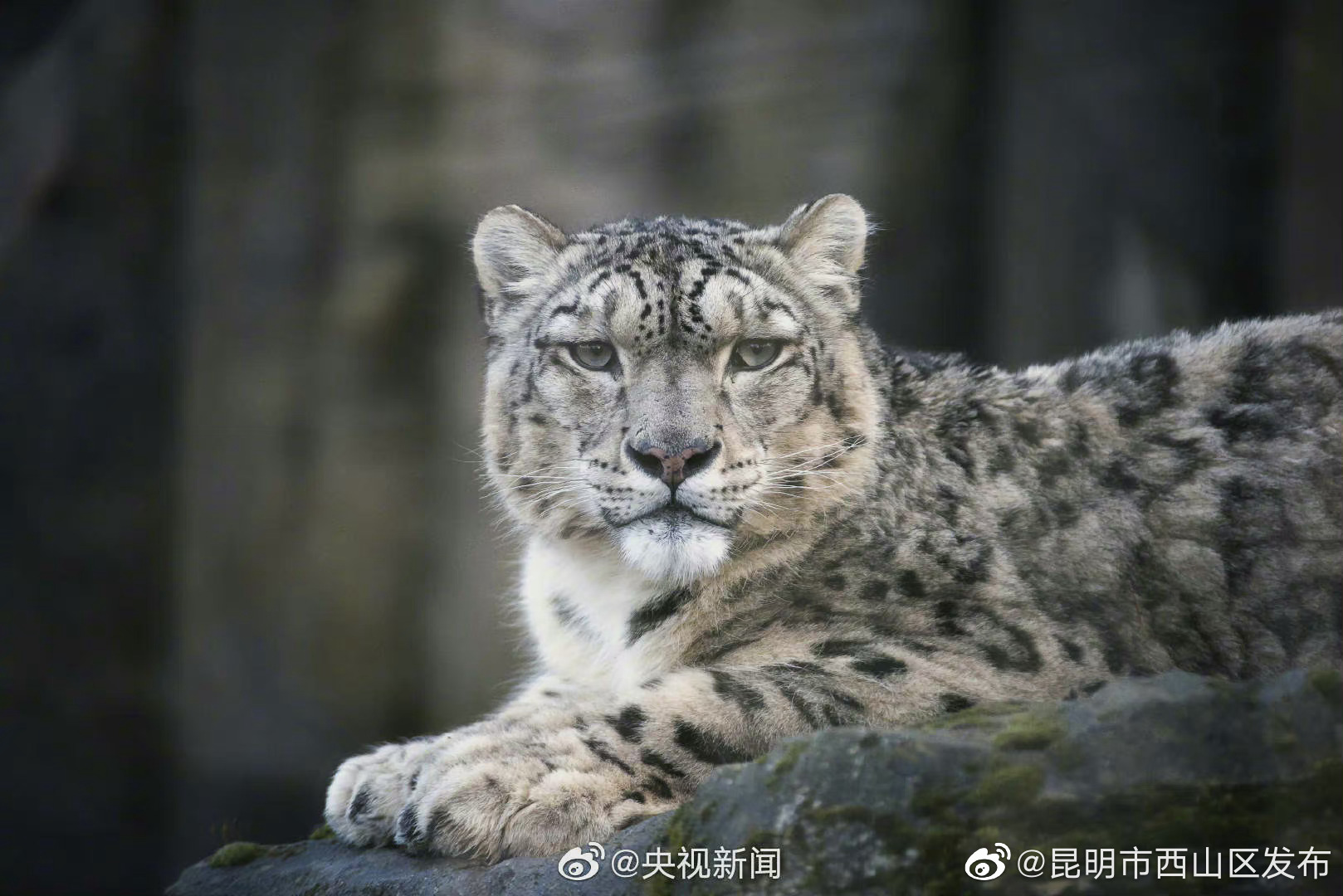 “昆明市西山区发布”微博