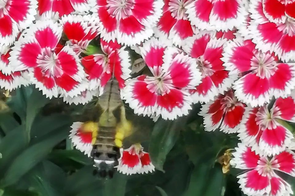 云南广播电视台(微信)