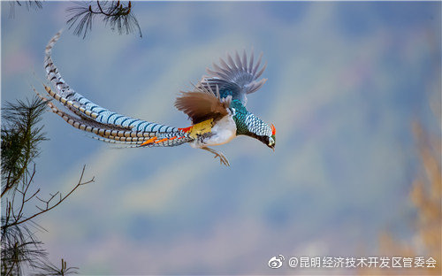 “昆明经济技术开发区管委会”微博