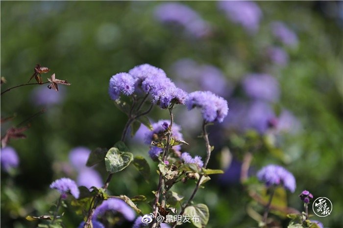 “昆明发布”微博