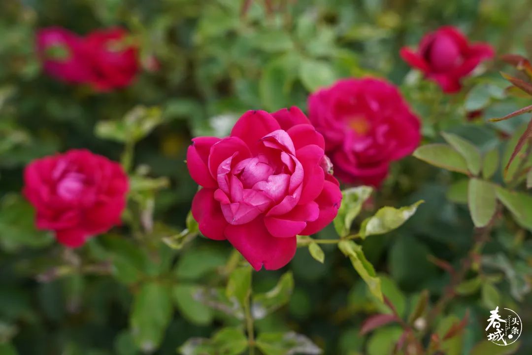 昆明发布(微信)