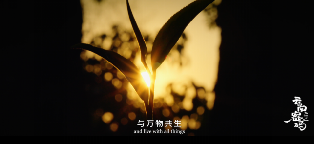 玉溪发布(微信)