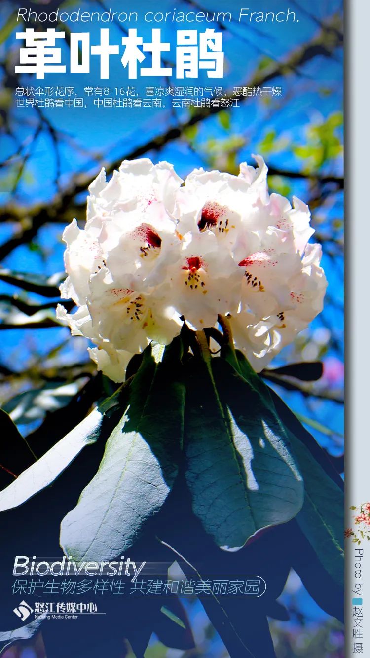 云南广播电视台(微信)