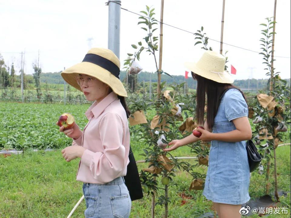 嵩明发布