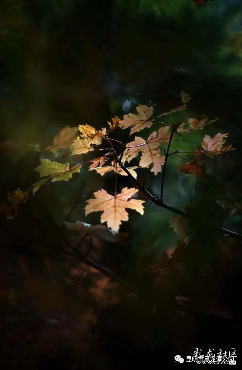 昆明市黑龙潭公园