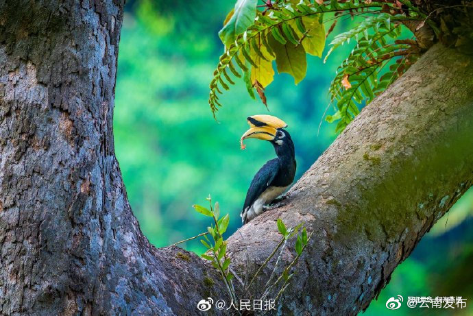 “云南发布”微博