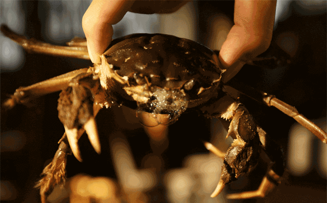 哪些人要少吃螃蟹？