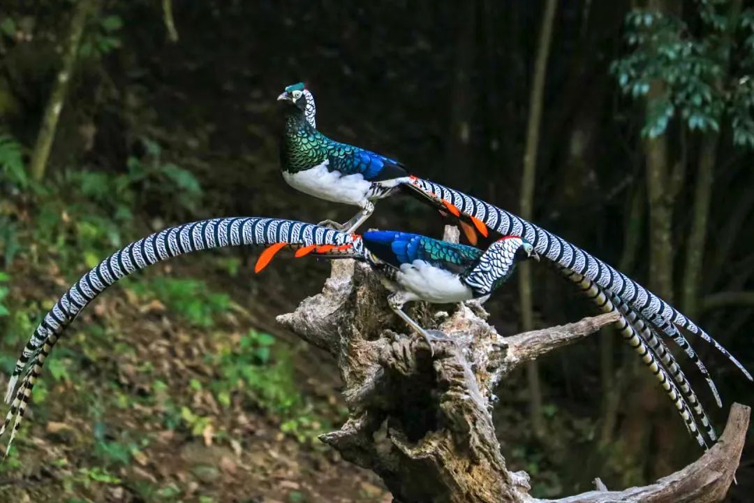 云南广播电视台(微信)