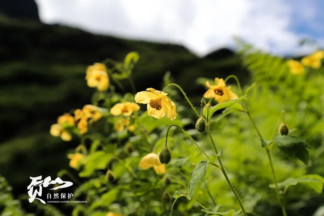 云南广播电视台(微信)