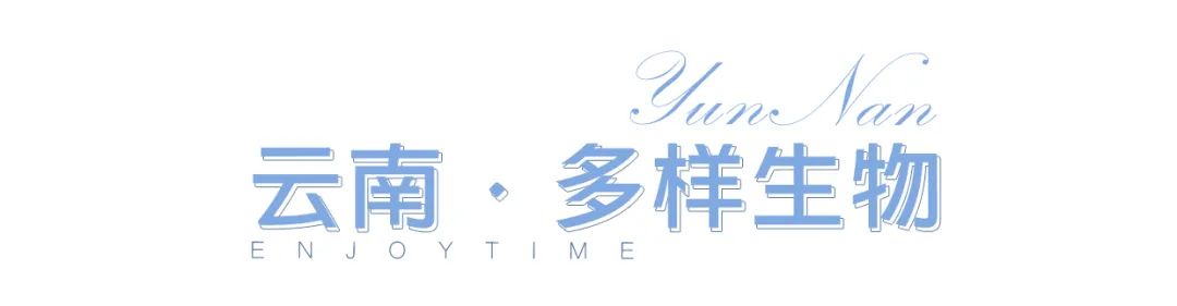 春城晚报(微信)