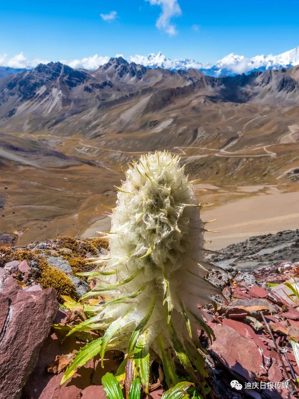 迪庆日报传媒(微信)