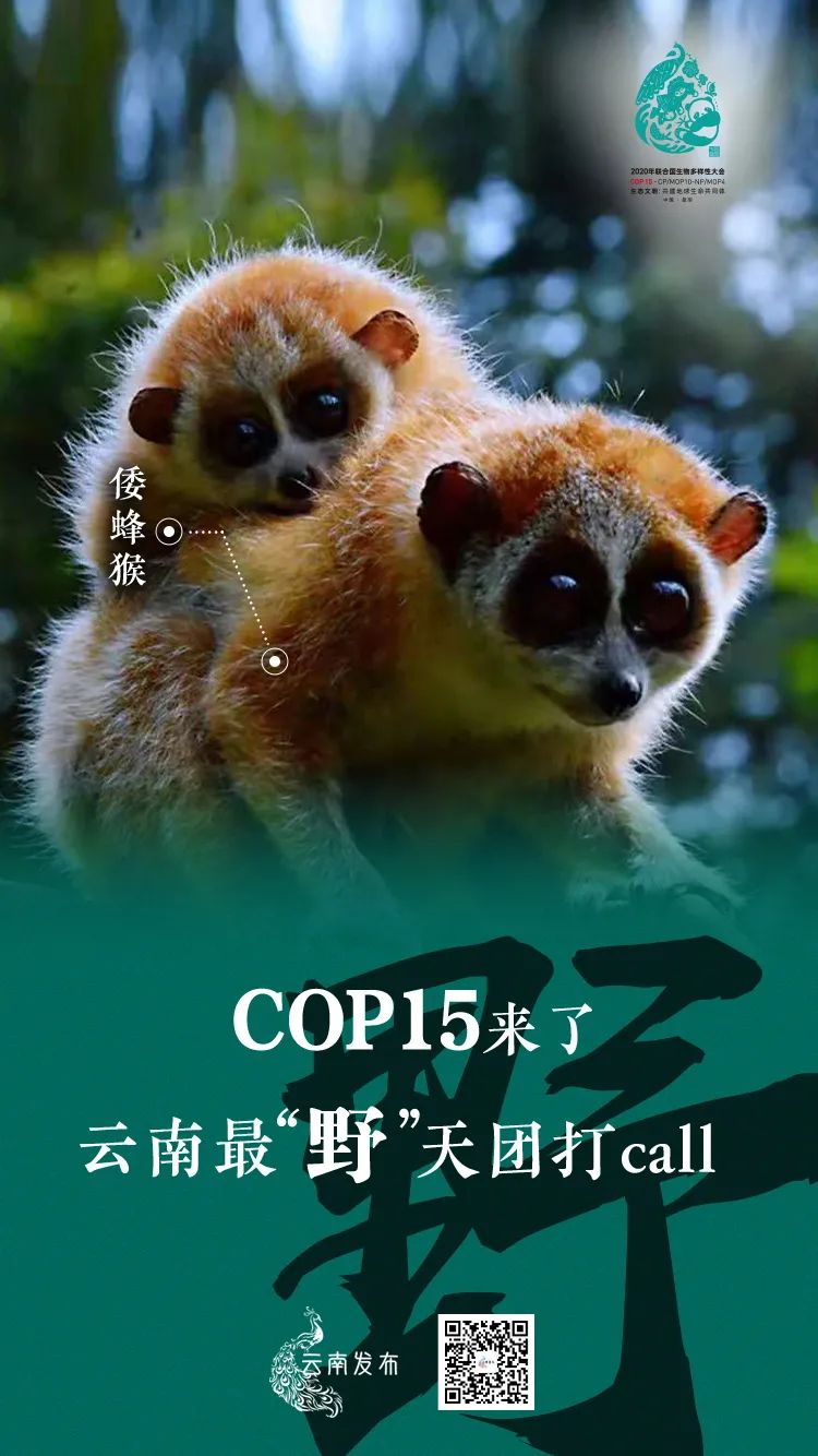 玉溪发布(微信)