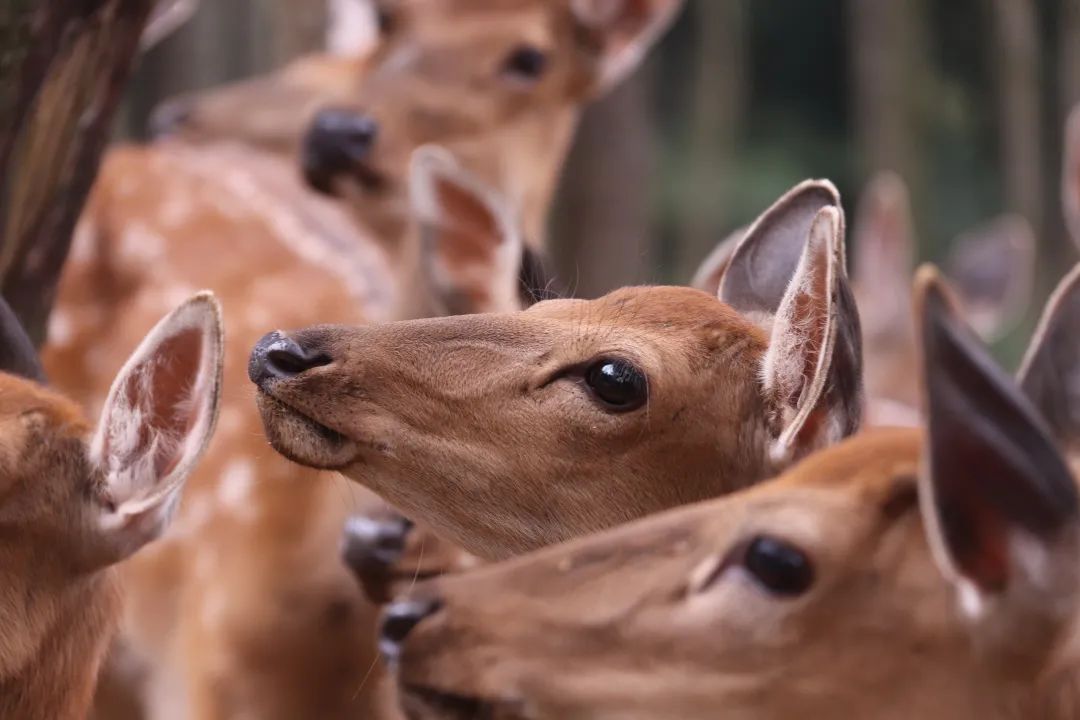 云南野生动物园(微信)