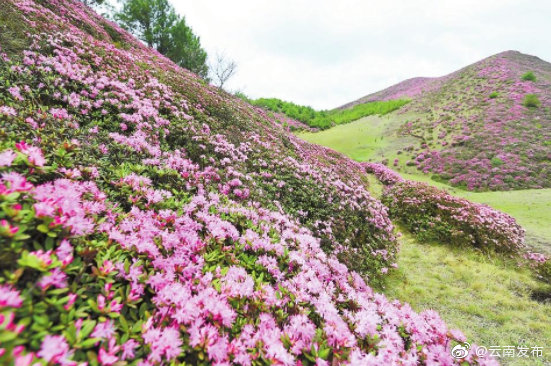 “云南发布”微博