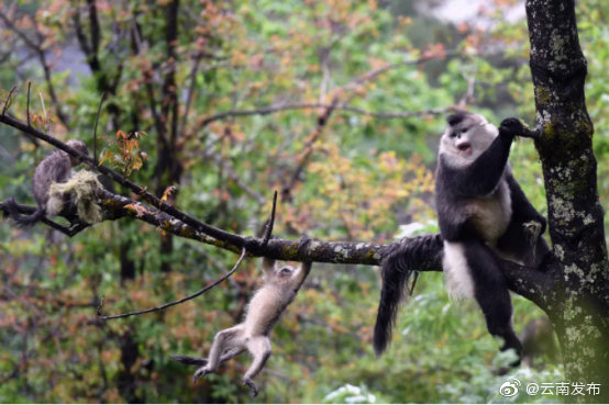 滇金丝猴保护地方标准10项