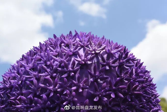 昆明盘龙发布