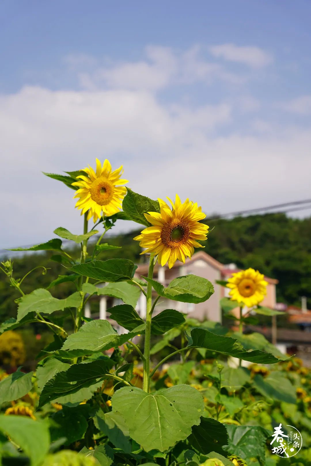 昆明发布(微信)