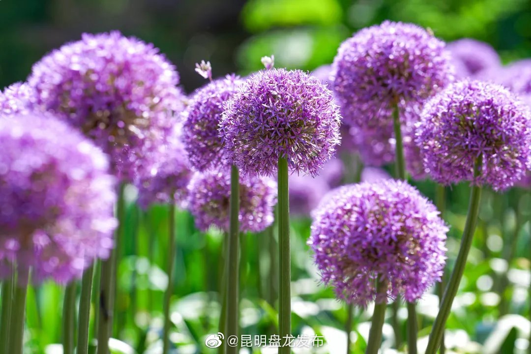 昆明盘龙发布