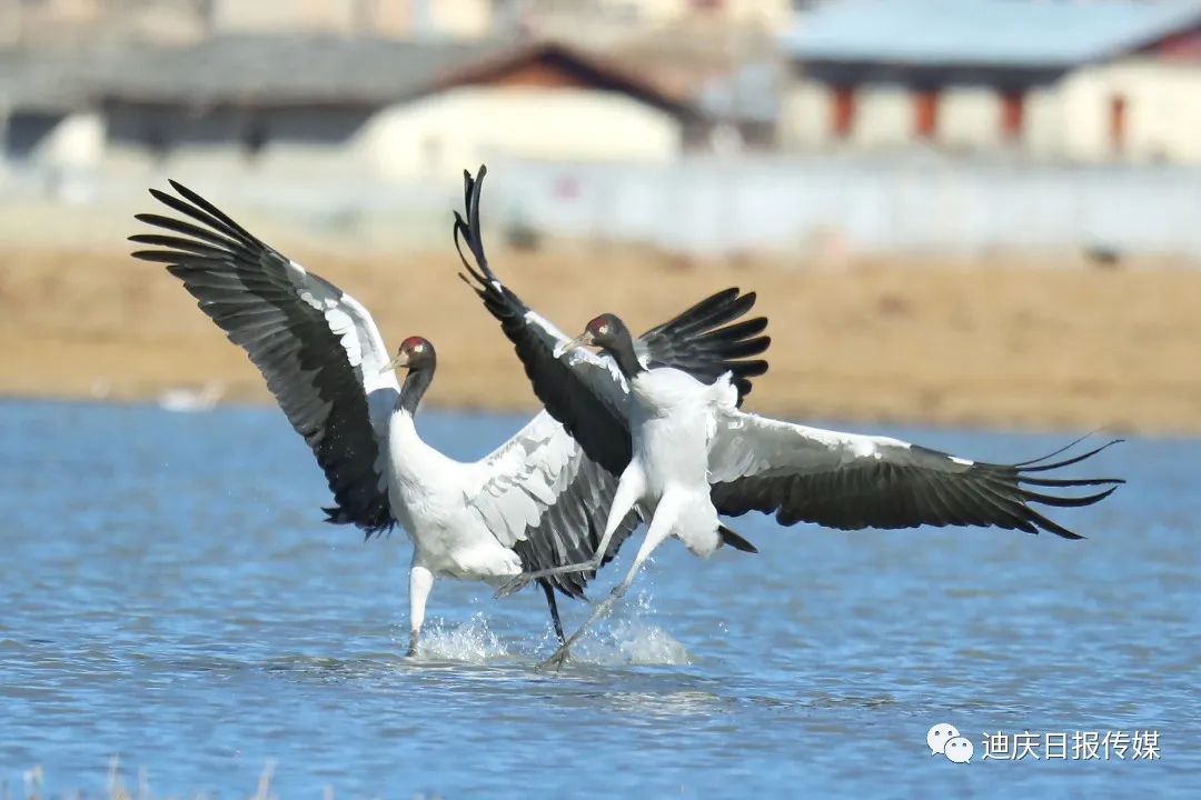 迪庆日报传媒(微信)