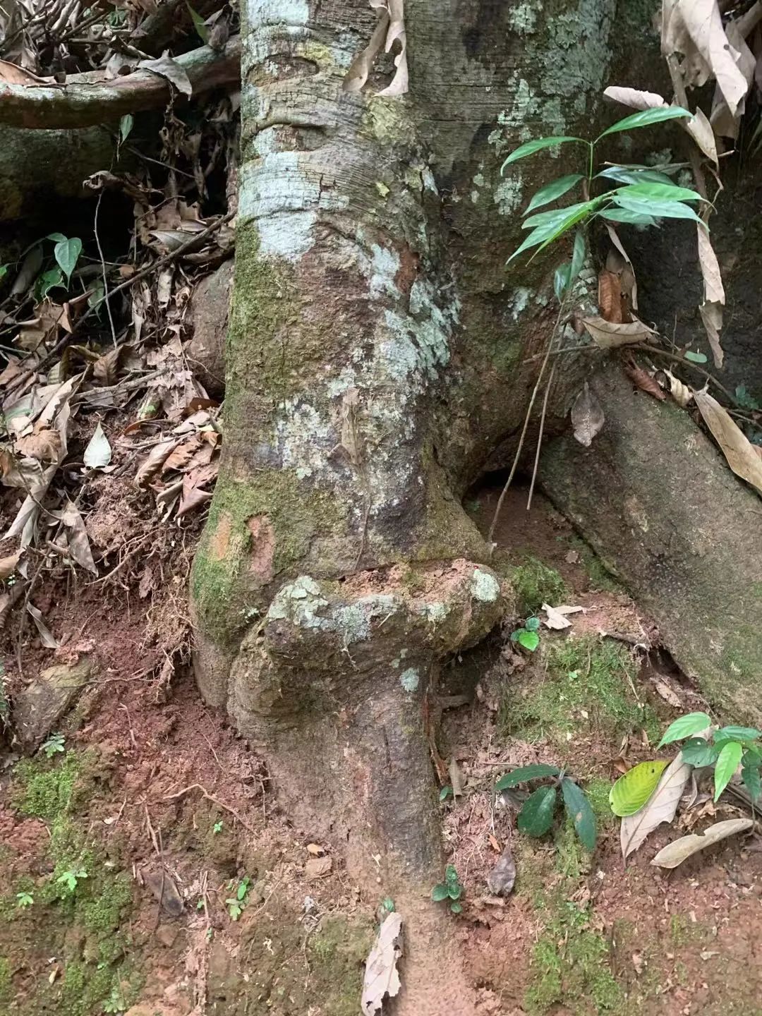 西双版纳望天树景区