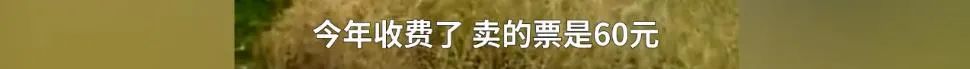 春城晚报(微信)