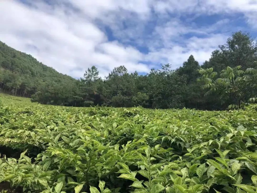 丽江日报(微信)