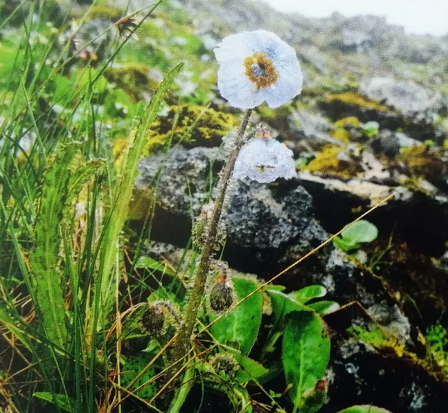 云南广播电视台(微信)