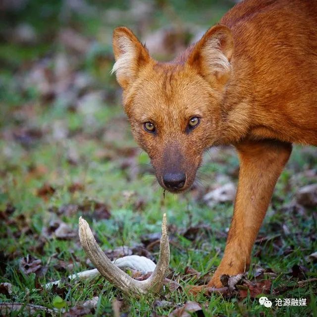 云南广播电视台(微信)