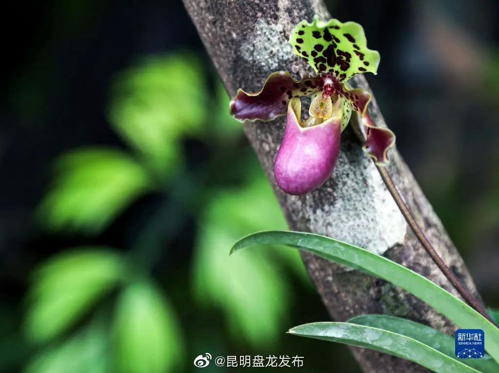 昆明盘龙发布