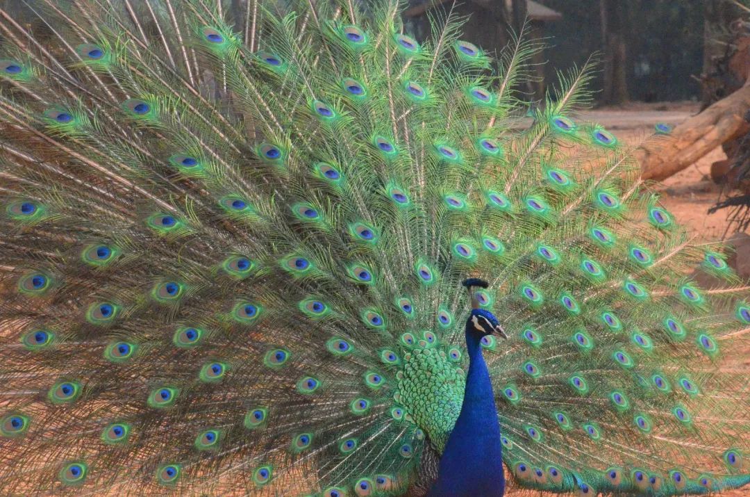 云南野生动物园(微信)