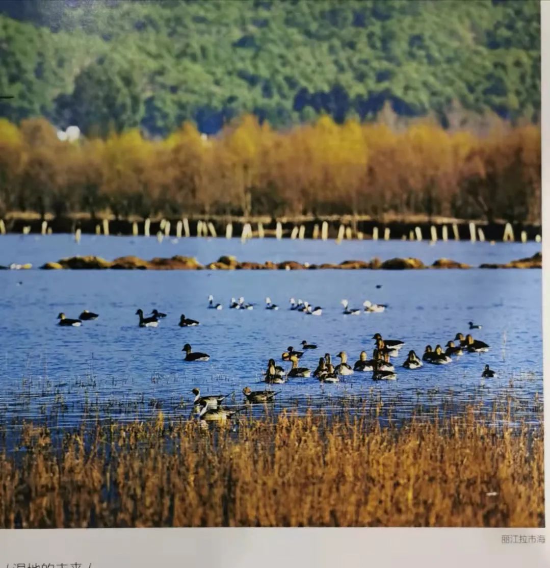 丽江日报(微信)