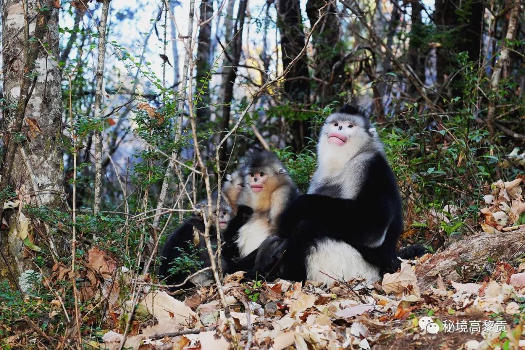 云南广播电视台(微信)