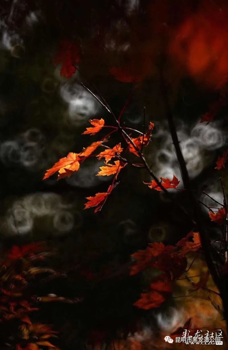 昆明市黑龙潭公园