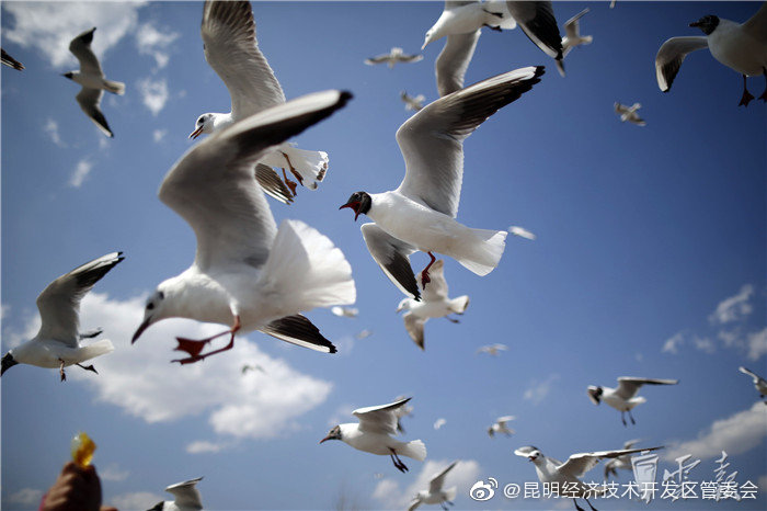 “昆明经济技术开发区管委会”微博
