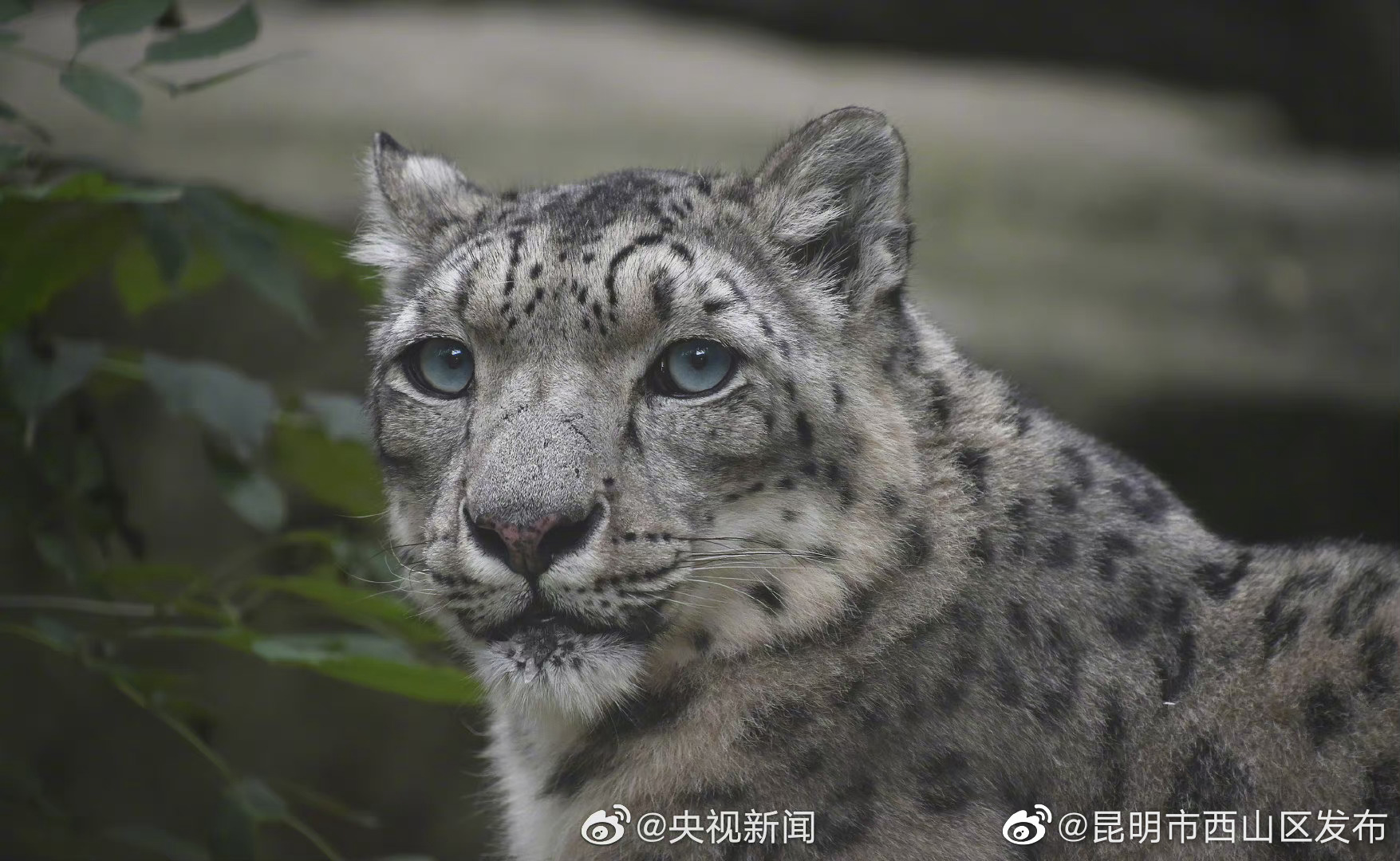 “昆明市西山区发布”微博