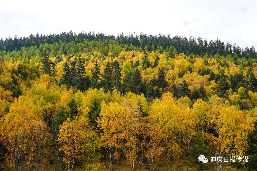 迪庆日报传媒(微信)