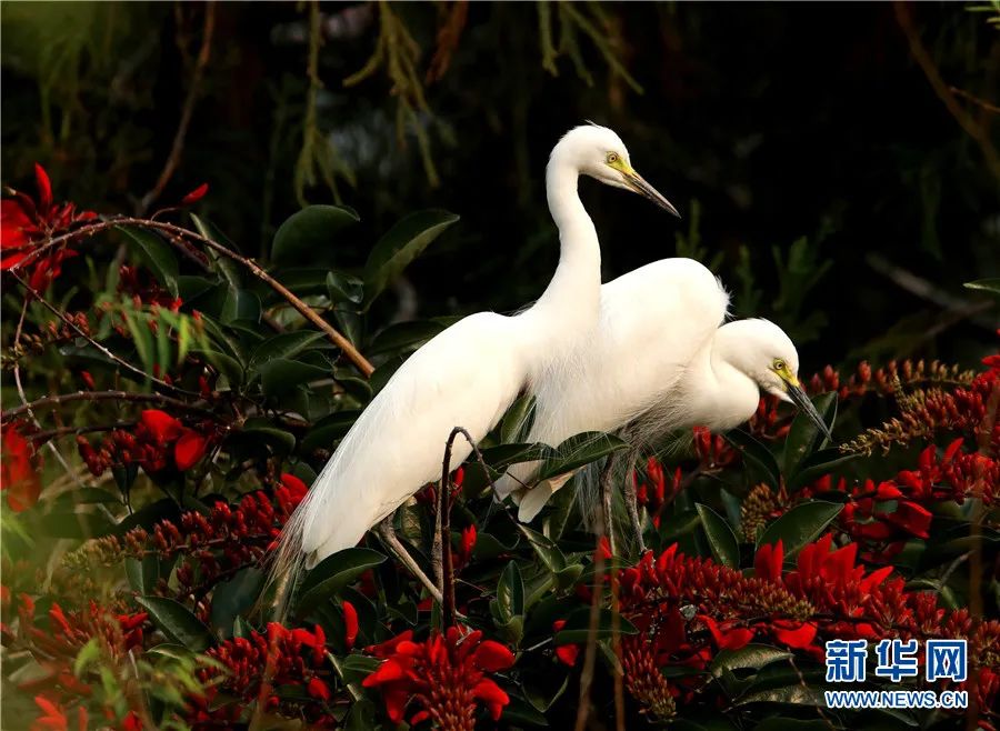 云南广播电视台(微信)