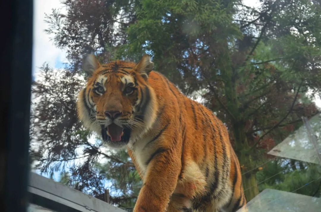 云南野生动物园(微信)