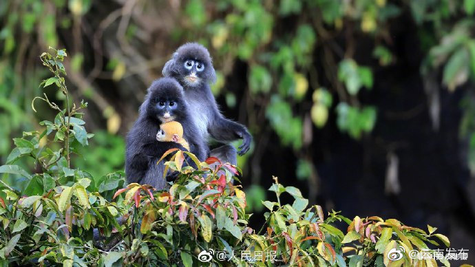 “云南发布”微博