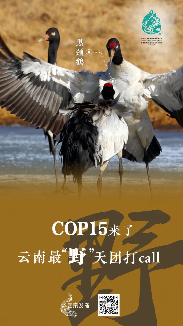 玉溪发布(微信)