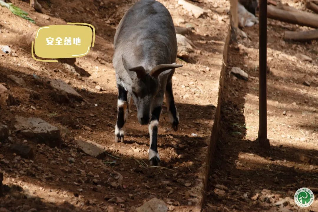 昆明动物园