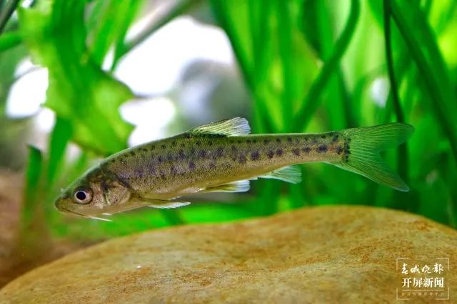 春城晚报(微信)