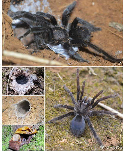 “上新”！云南临沧发现捕鸟蛛新种