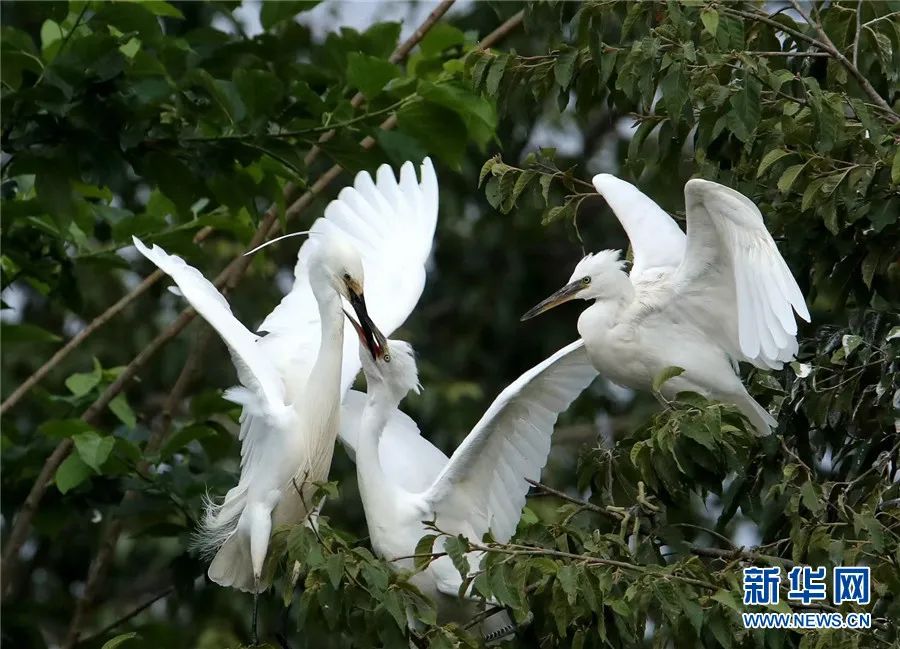 云南广播电视台(微信)