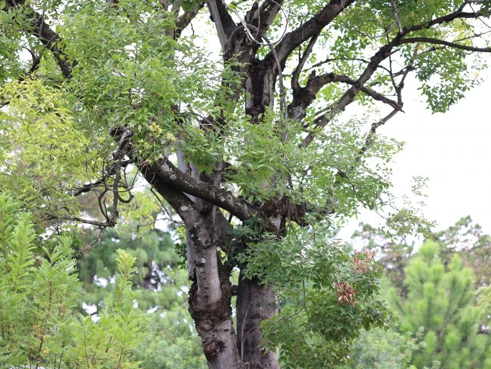 红河文旅(微信)